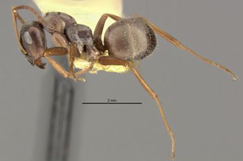 Media type: image;   Entomology 8876 Aspect: habitus lateral